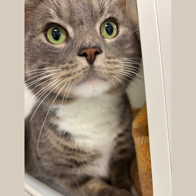 Photo of Stilton 