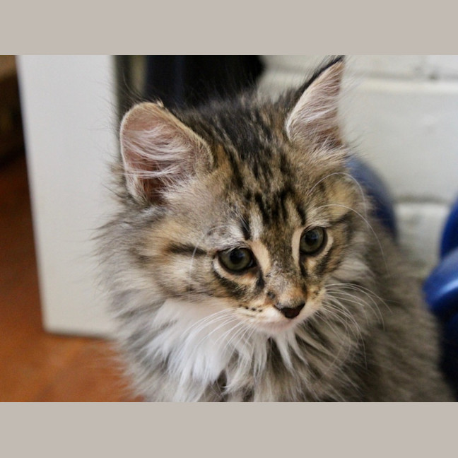 Photo of Boo