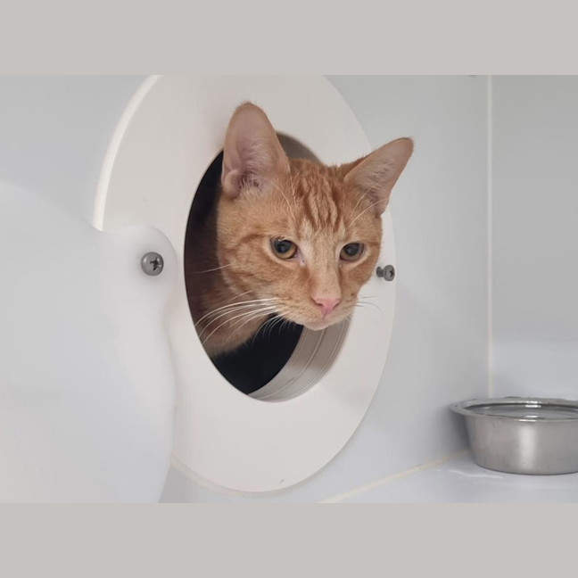 Photo of Butterscotch