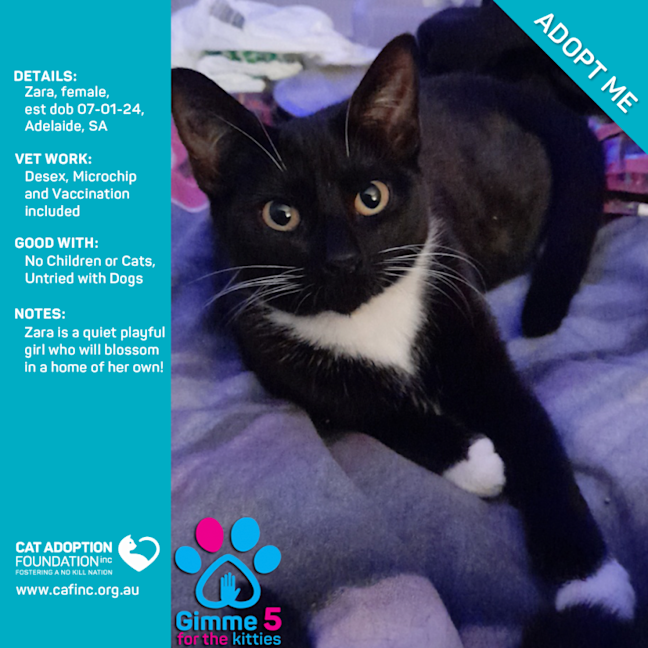 Photo of Zara Just $50 Limited Time!