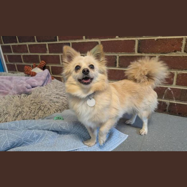 Photo of Peach