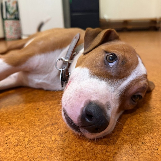 Photo of Nala