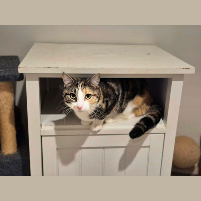 Photo of Mama Bear ** 2nd Chance Cat Rescue**
