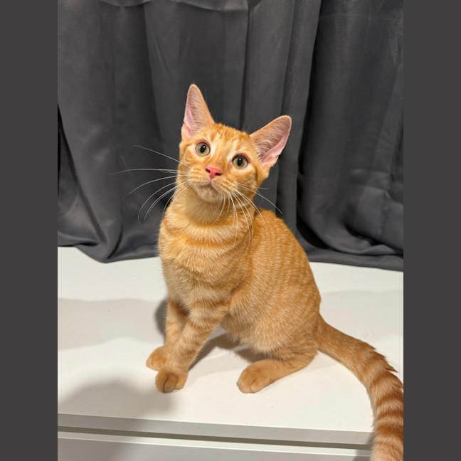 Photo of Louie