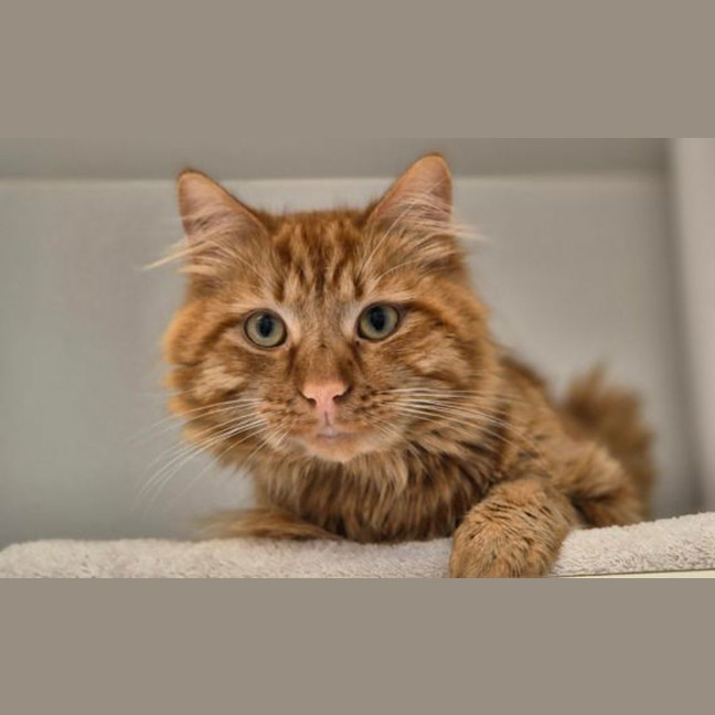 Photo of Dumbbell 