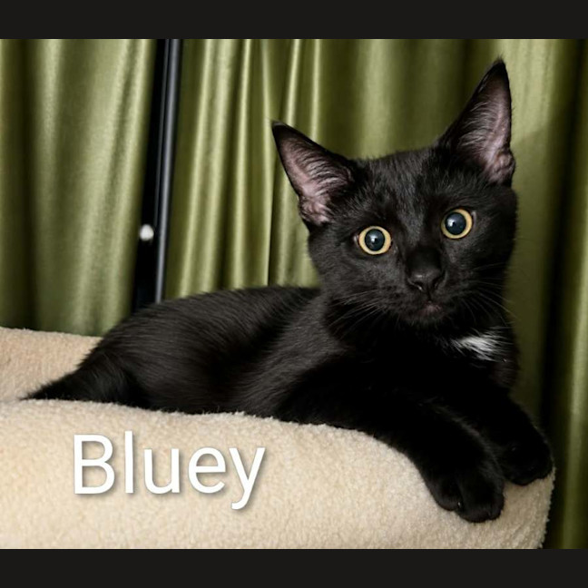 Photo of Bluey & Bingo 