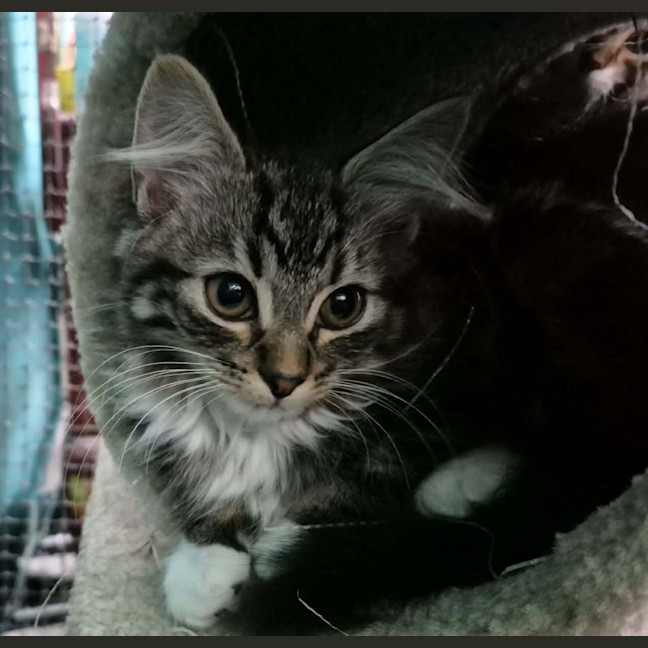 Photo of Yua ** 2nd Chance Cat Rescue**