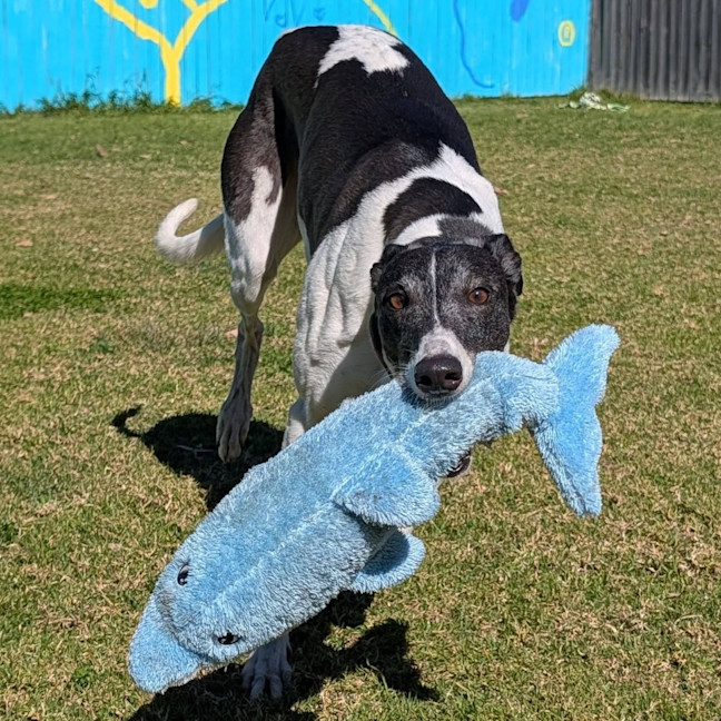 Photo of Tricia The Greyhound