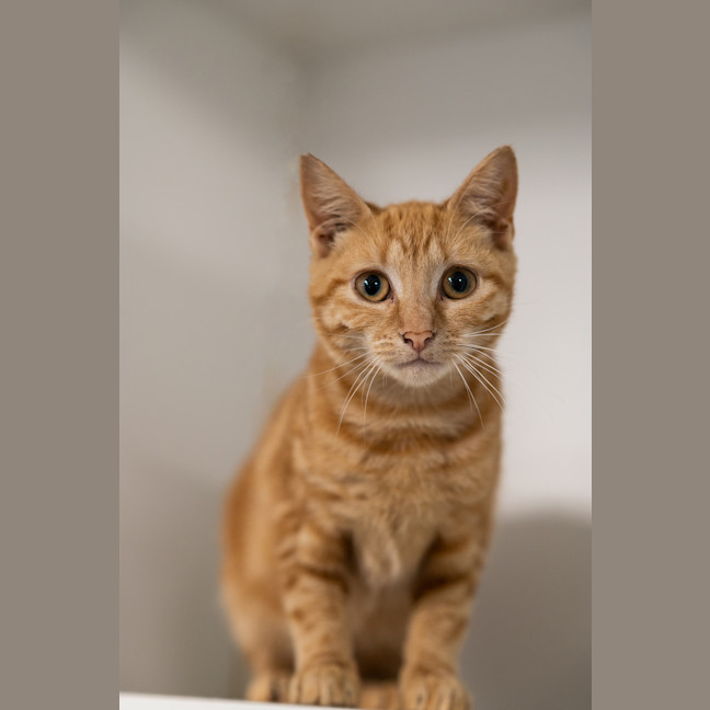 Photo of Honey