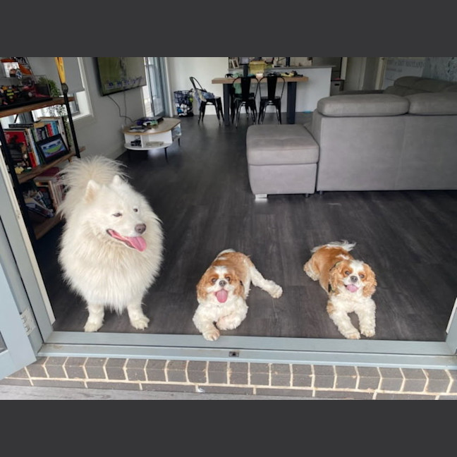 Photo of Loki   5 Year Old Samoyed