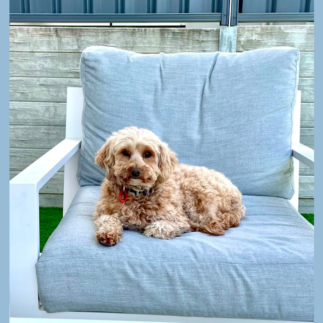 Photo of Sweet Little Faith