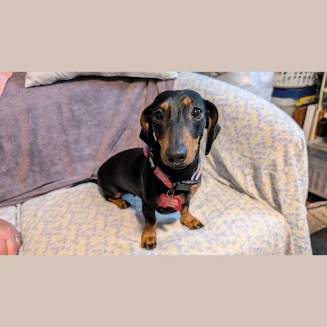 Photo of Rosie And Chase