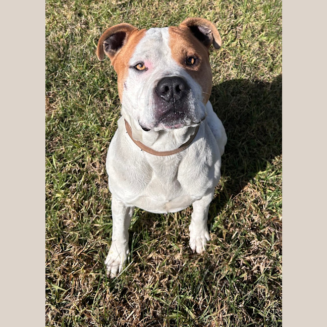 Photo of Odie