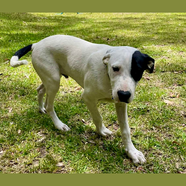 Photo of Teddy   5 Month Old Bull Arab X 