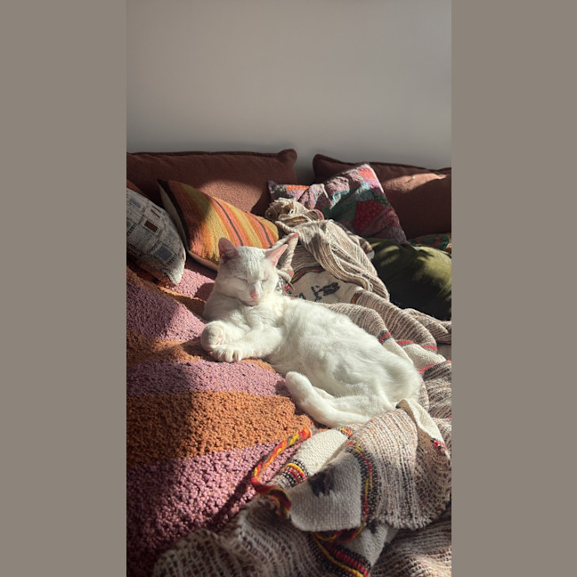 Photo of Bella The Foot Warmer