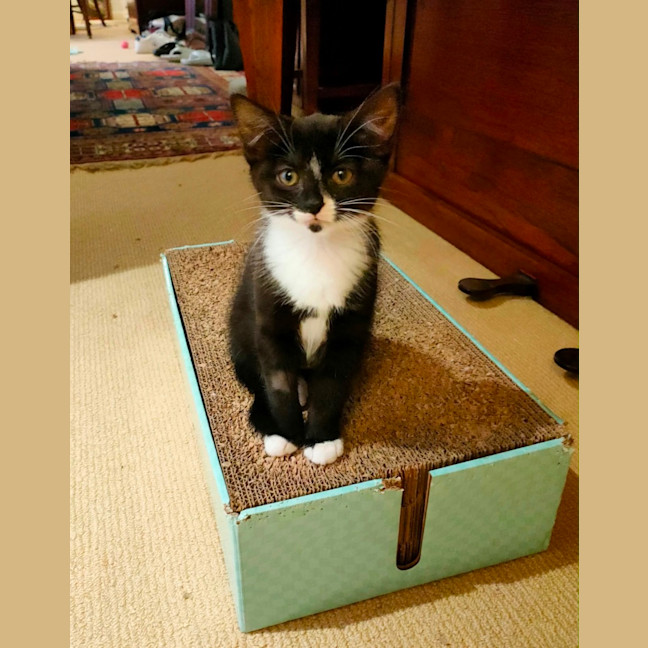 Photo of Oreo