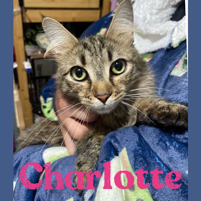 Photo of Charlotte 
