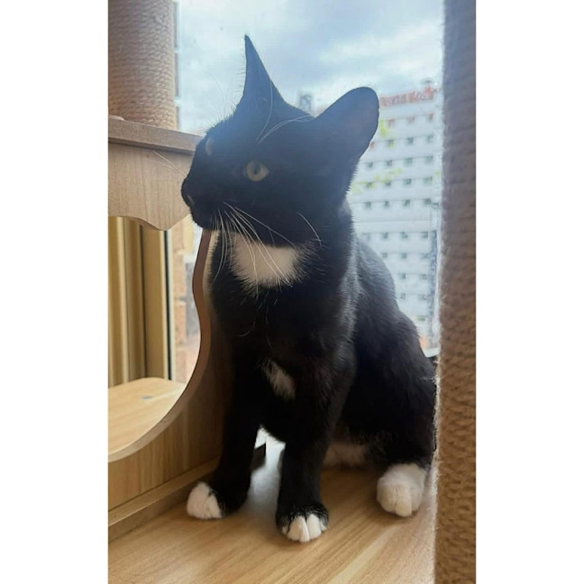 Photo of 13166   Tux