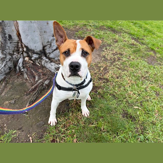 Photo of Tiki