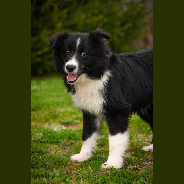 Photo of Archie