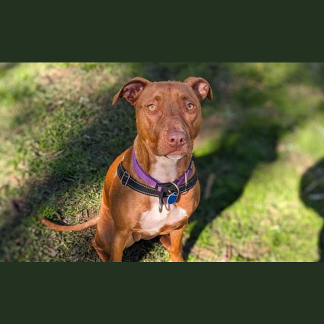 Photo of Juniper