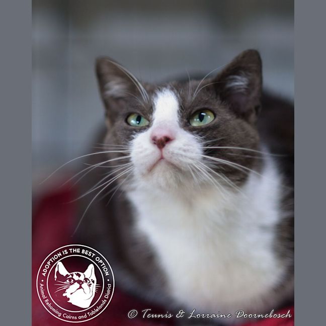 Photo of Leo And Lacy   Bonded Pair