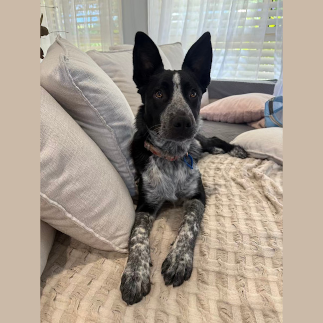Photo of Ruby