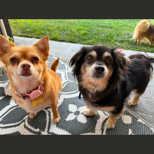 Photo of Sheila   5 Year Old Chihuahua X Pomeranian