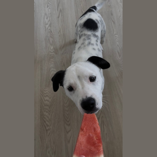 Photo of Moonlight Sparkle