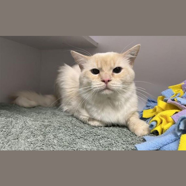 Photo of Fergus