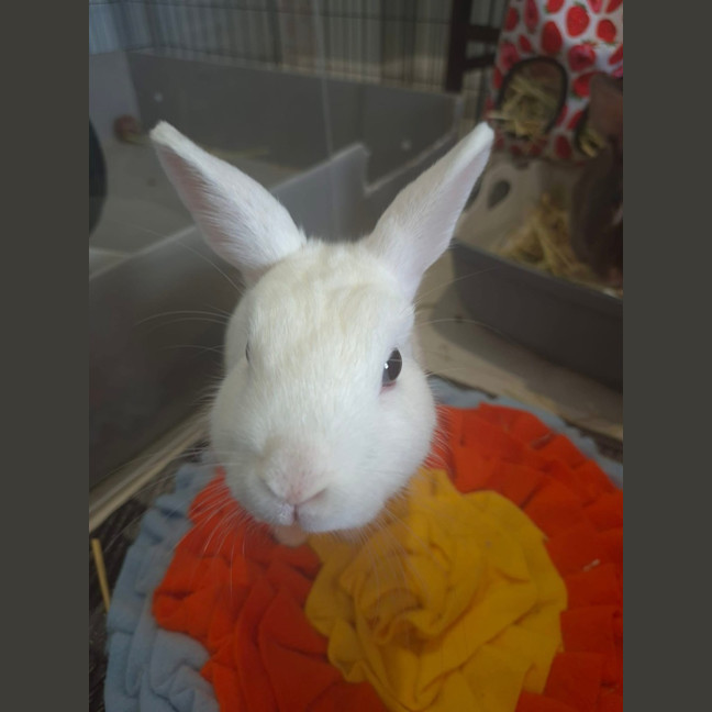 Photo of Basil (W Olive)