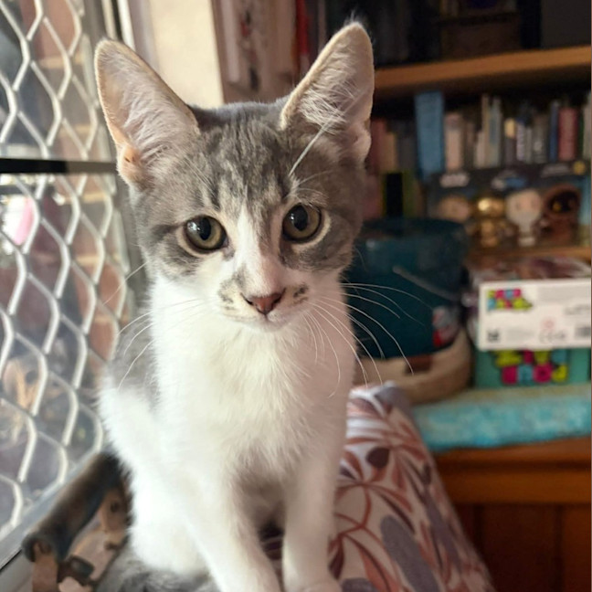 Photo of Havarti