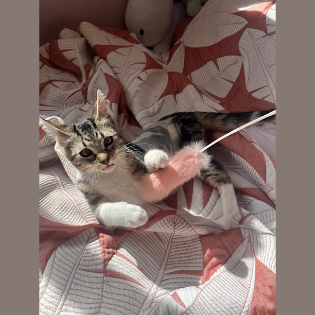 Photo of Nutmeg