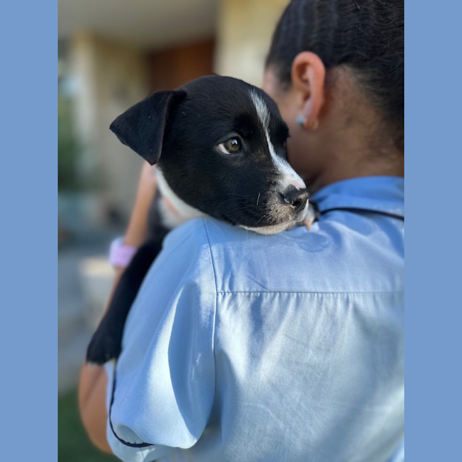 Photo of Banjo