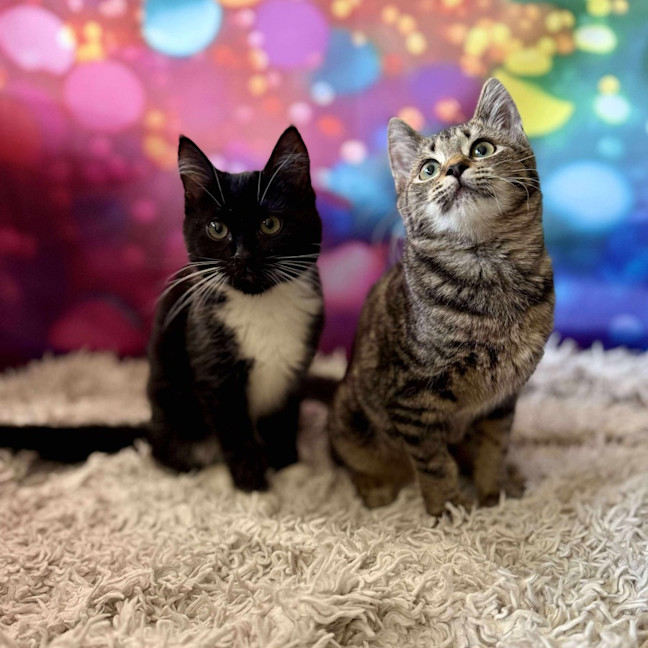 Photo of Victoria (Located In Eltham North) 