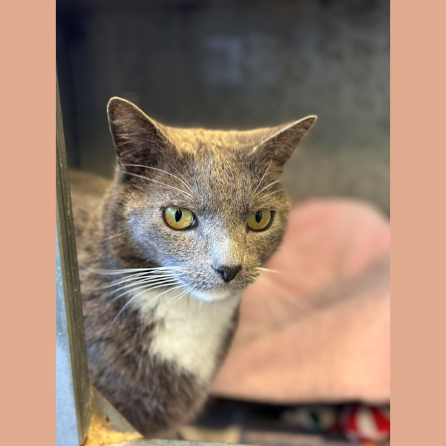 Photo of Smokey