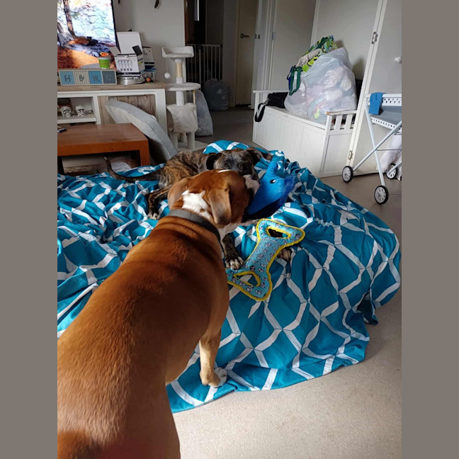 Photo of Mississippi Mud Pie