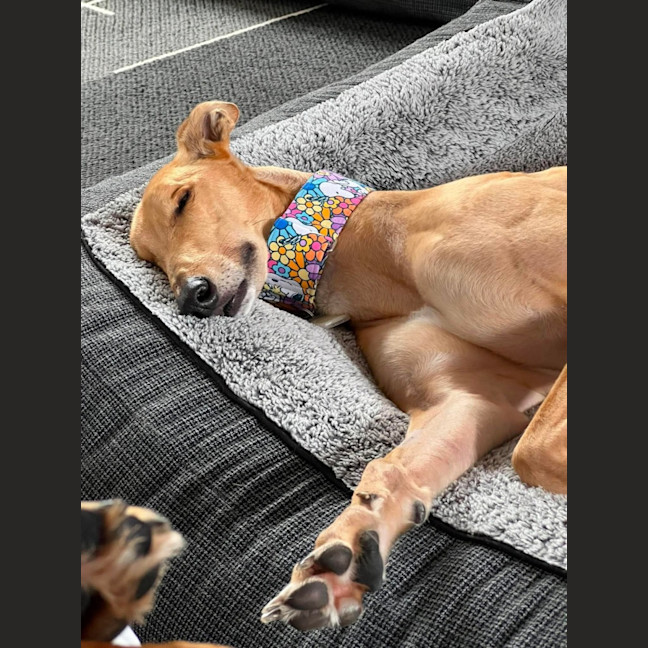Photo of Rusty, The Greyhound