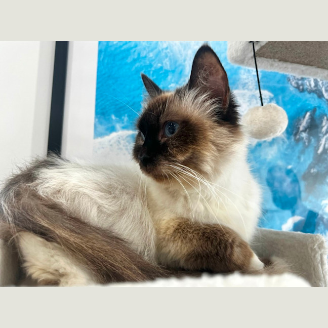 Photo of Athena