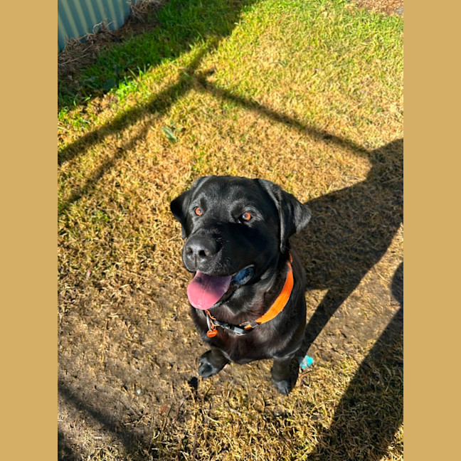 Photo of Archie