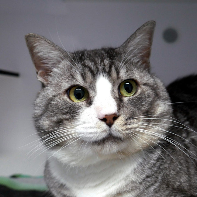 Photo of Halloumi Sta013961