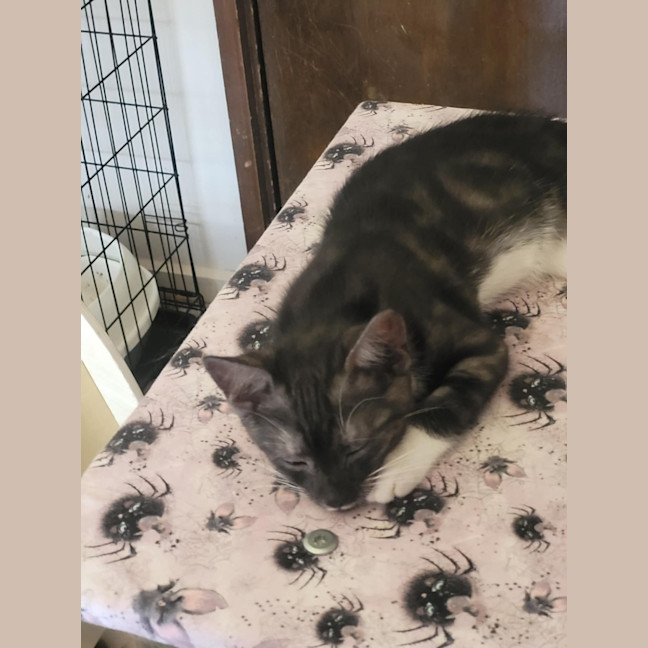 Photo of Belladonna *9 Lives Project Rescue*