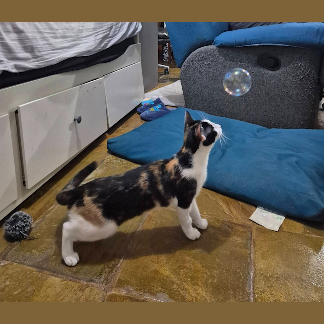 Photo of Olive