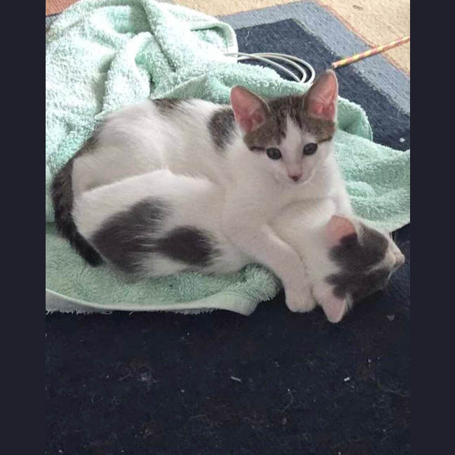 Photo of Bok Choy   Meet Me At Vets On Parker 