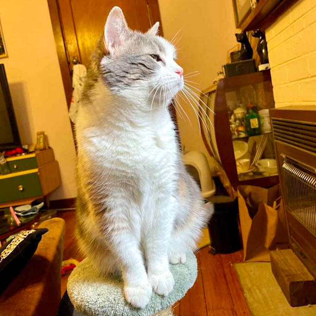 Photo of Miu Miu   Located In Reservoir 