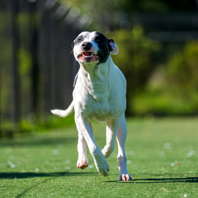 Photo of Tilly Imp 1094