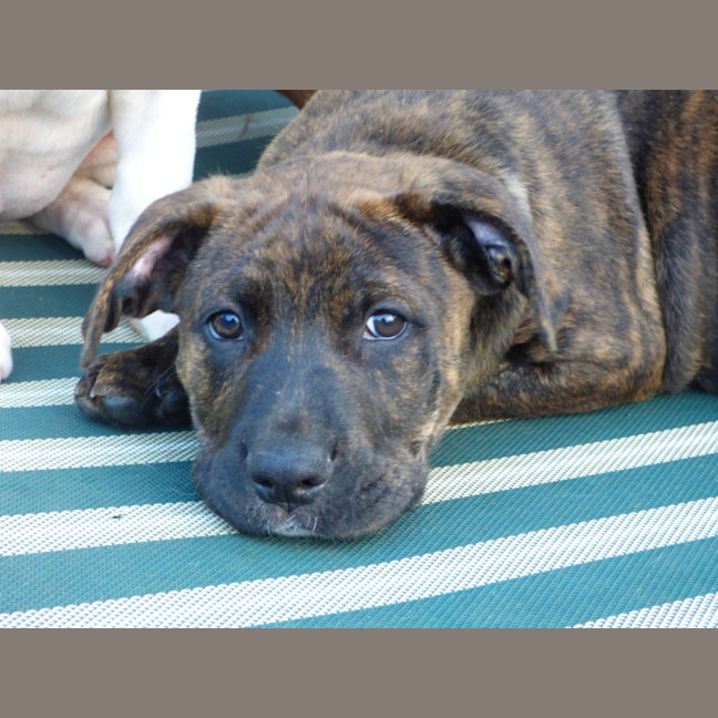 Photo of Charlie/Hank 