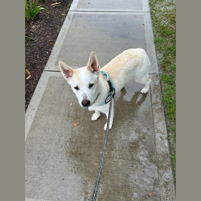 Photo of Azlan   5 Month Old Border Collie X Shepherd