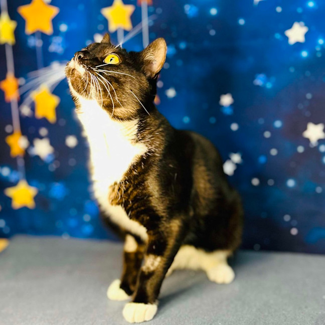 Photo of Flint   Located In Keilor Downs