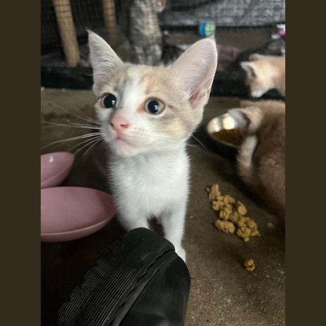 Photo of Nala